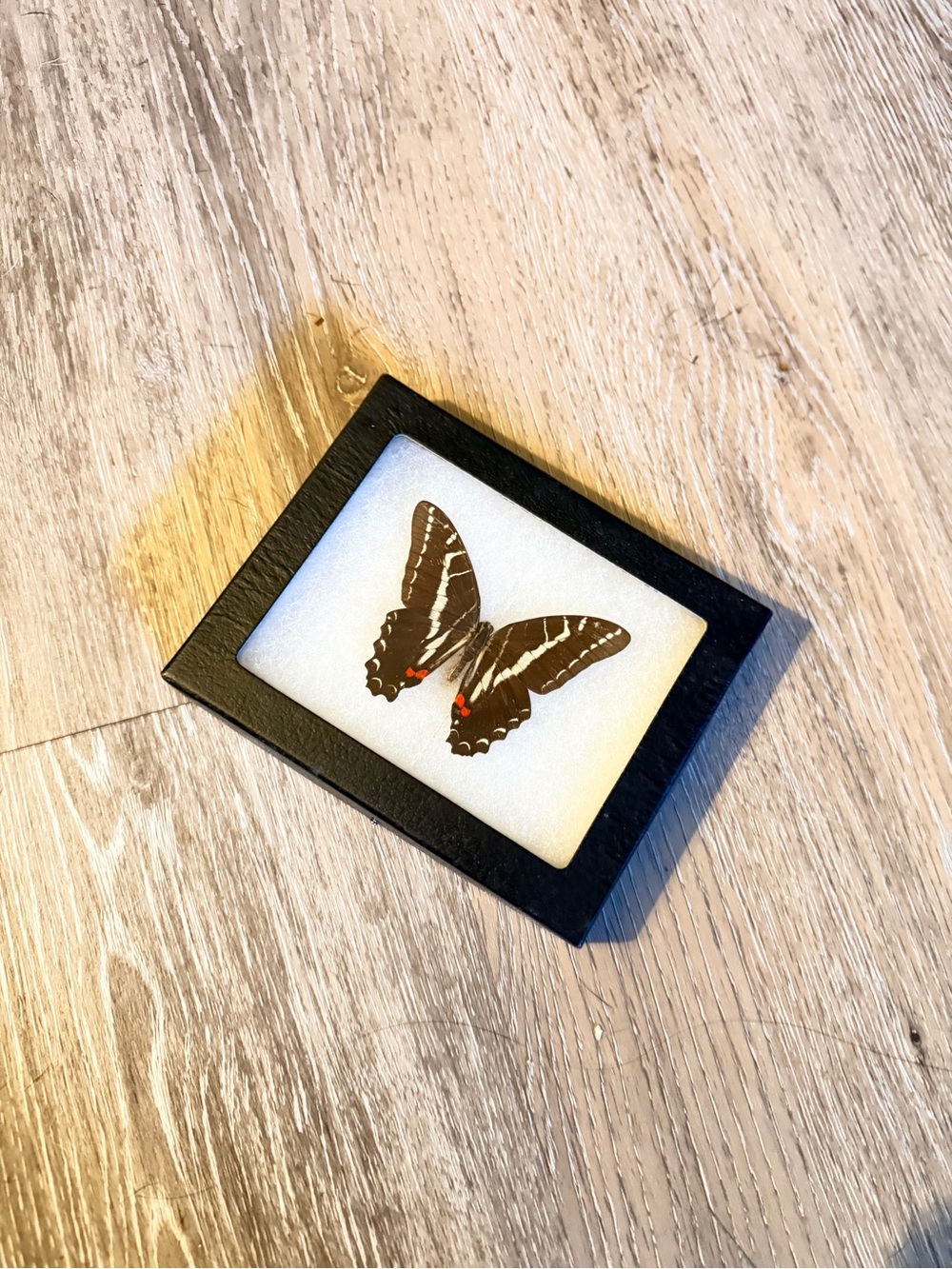 Unpinned Black and White Butterfly Accent Art - Home Accents